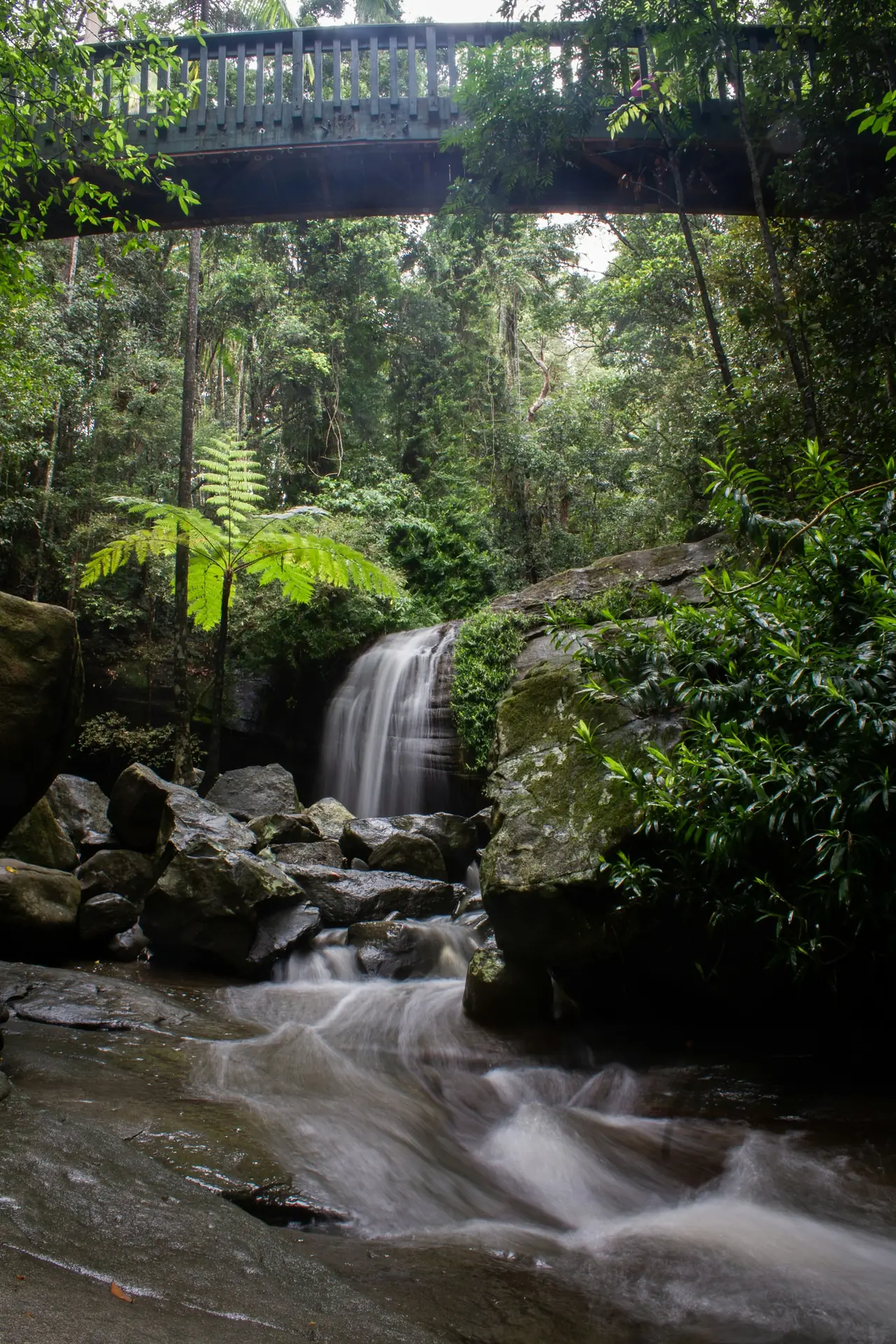Water falling past ferns into a rock pool in rainforest