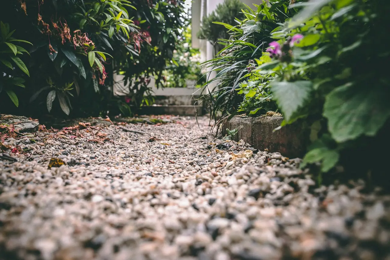 Gravel mulch between low, leafy shrubs